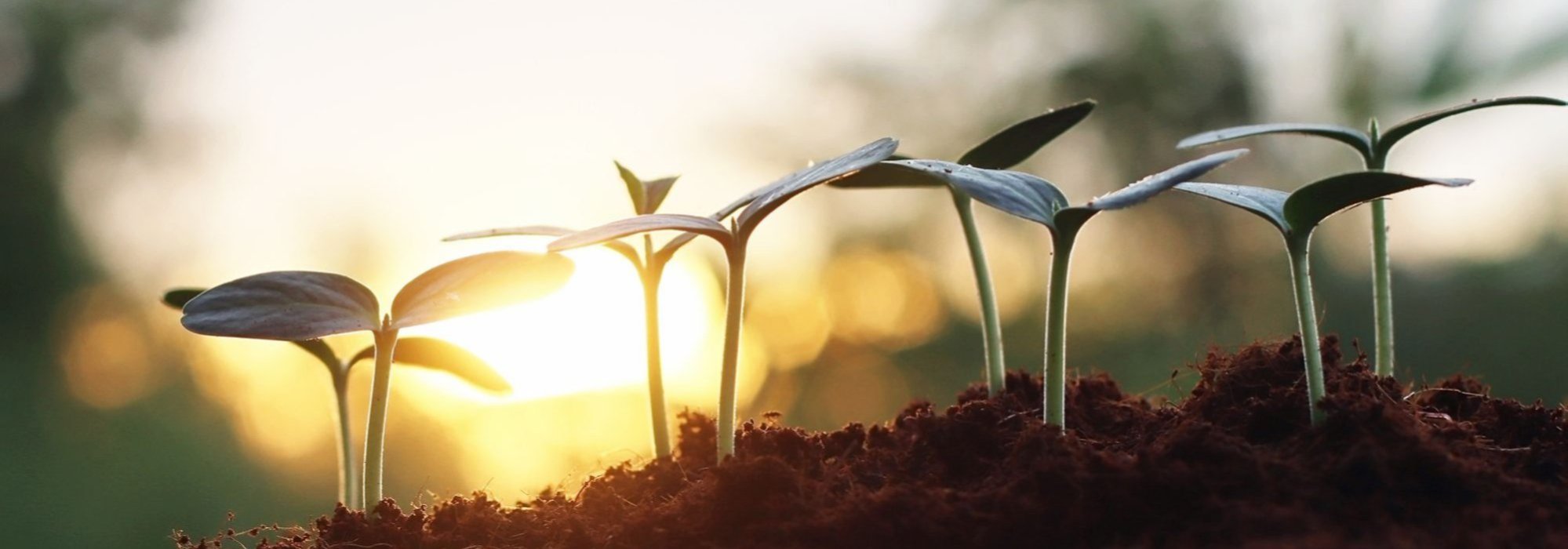 Values at Didsbury CE Primary School